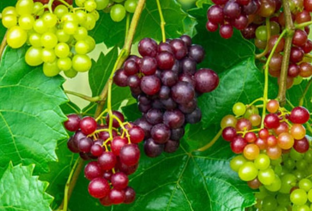 Mixed Grape Fruit Planting Seeds - Diverse & Delicious Grapes for Your Garden
