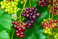 Mixed Grape Fruit Planting Seeds - Diverse & Delicious Grapes for Your Garden