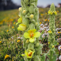 Yellow Mullein Flower seeds for Planting - Cut Flower Favorite, Heirloom & GMO Free Seeds for Home Garden