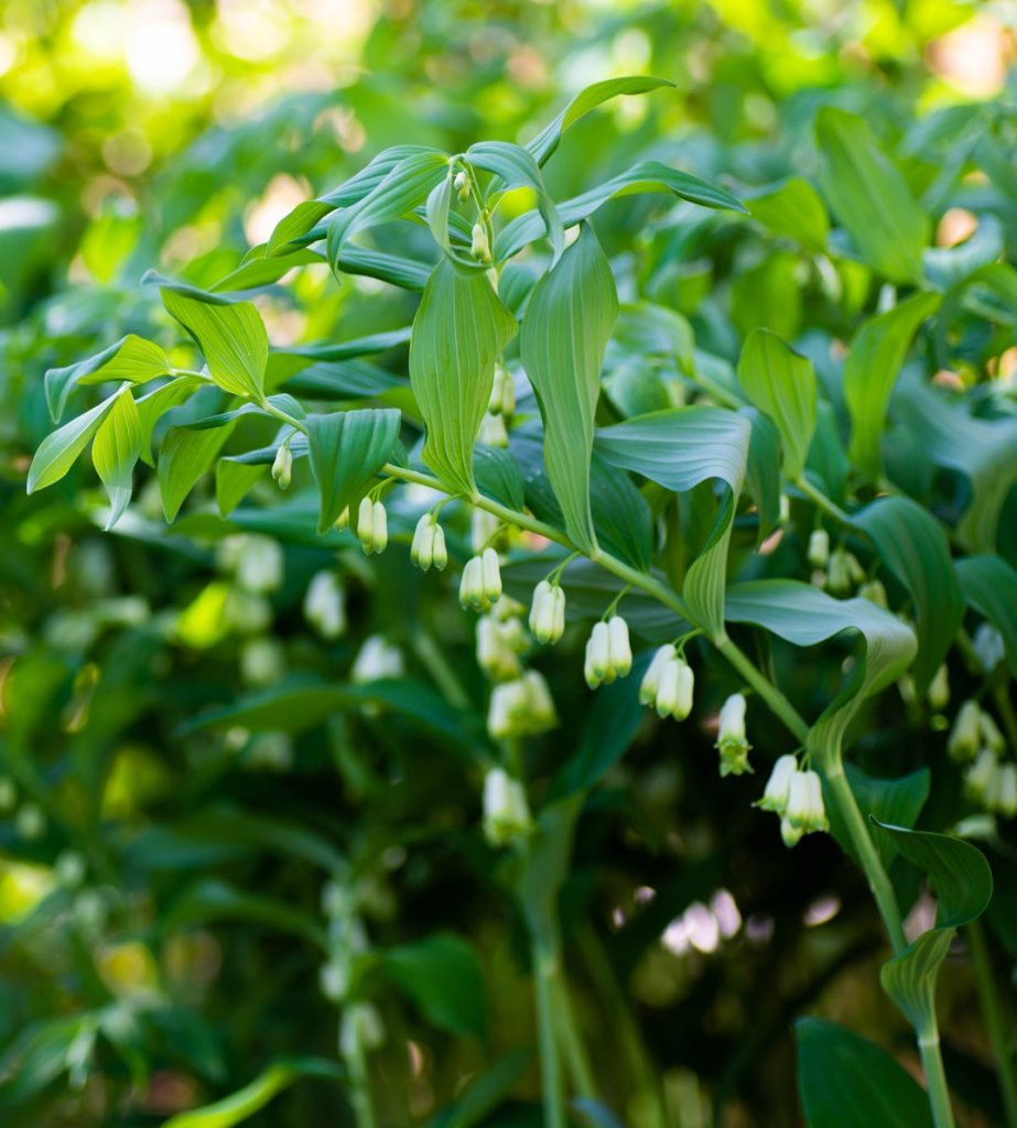 White Solomons Flower seeds for Planting - Cottage Garden Essential, Heirloom & GMO Free Seeds for Home Garden
