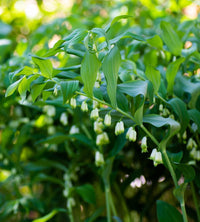 White Solomons Flower seeds for Planting - Cottage Garden Essential, Heirloom & GMO Free Seeds for Home Garden