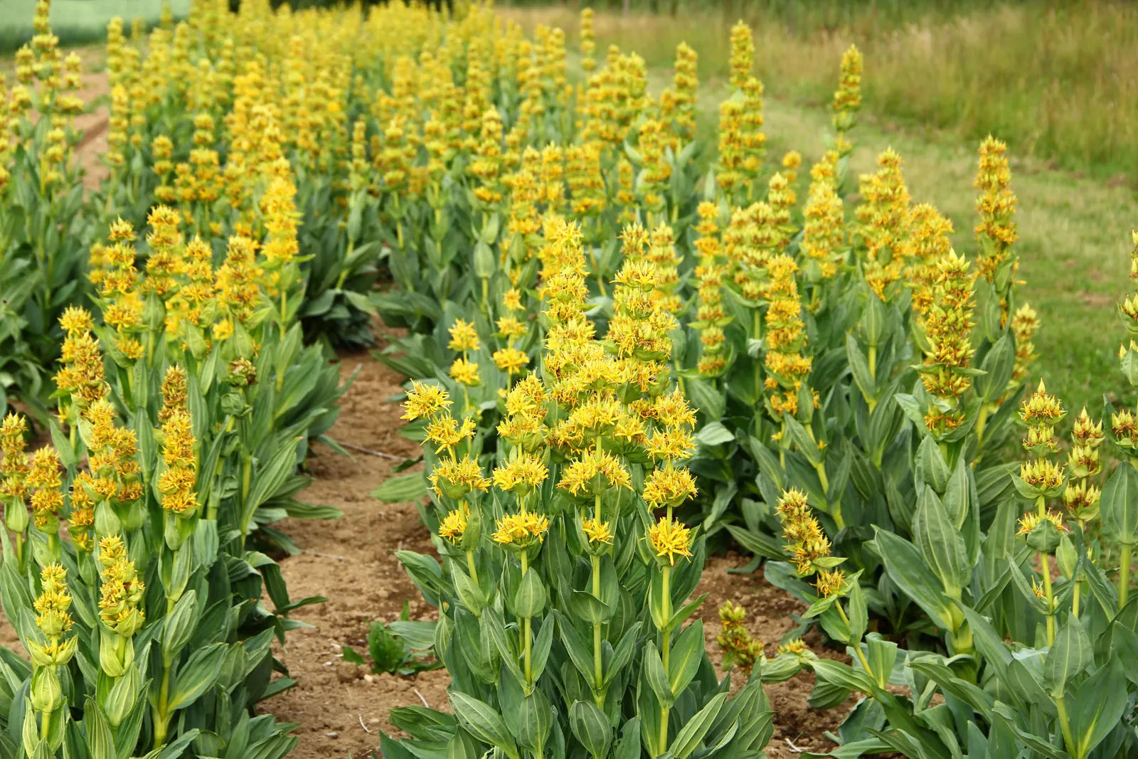 Yellow Gentian Flower seeds for Planting - Shade Tolerant, Heirloom & GMO Free Seeds for Home Garden