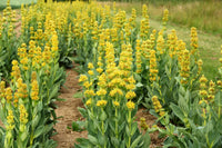 Yellow Gentian Flower seeds for Planting - Shade Tolerant, Heirloom & GMO Free Seeds for Home Garden