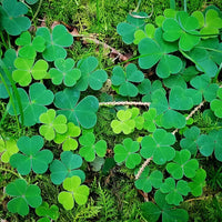 Green Leaf Clover Flower seeds for Planting Colorful Display Heirloom & GMO Free Seeds for Home Garden 
 
 Sale