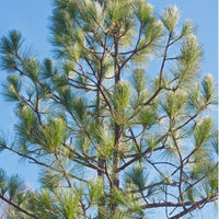 Non-GMO Longleaf Pine seeds