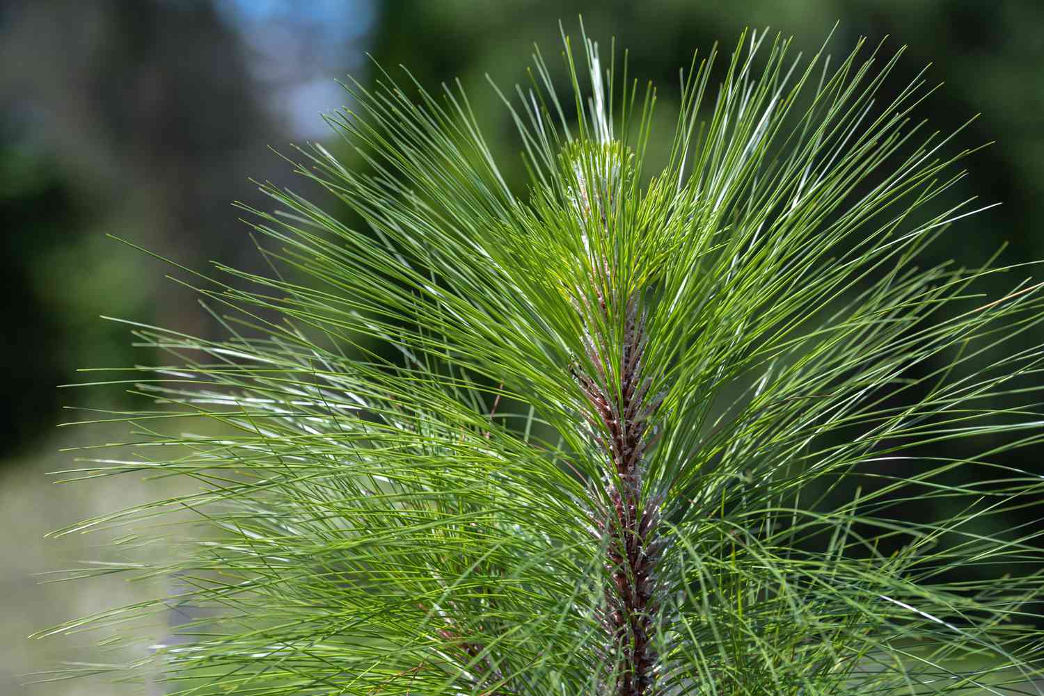 Longleaf Pine tree growing in a landscape