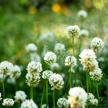 Clover Flower seeds for Planting, Vibrant Colors Heirloom & GMO Free Seeds for Home Garden