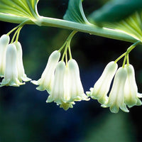 Ornamental Green Solomon Seal foliage plant