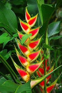 Heliconia Wagneriana Seeds for Tropical Planting  Vibrant Exotic Blooms