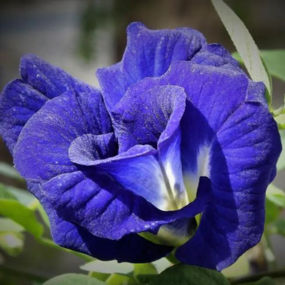 Heirloom Clitoria Ternatea Flower seeds for Planting Hardy Variety Heirloom & GMO Free Seeds for Home Garden
