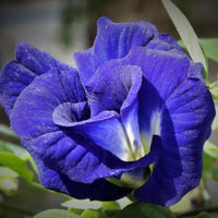 Heirloom Clitoria Ternatea Flower seeds for Planting Hardy Variety Heirloom & GMO Free Seeds for Home Garden