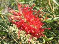 Red Grevillea Robusta Flower Seeds for Planting