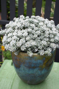 Grey Sedum Succulent Seeds for Easy Planting