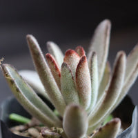 Grey Succulent Flower seeds for Planting Drought Tolerant Heirloom & GMO Free Seeds for Home Garden