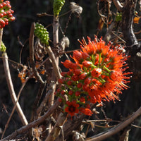 Red Greyia Sutherlandii Flower seeds for Planting - Long Bloom Season, Heirloom & GMO Free Seeds for Home Garden