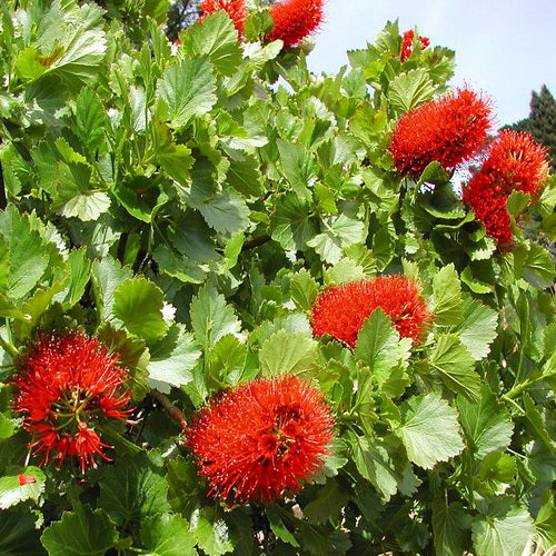 Red Greyia Sutherlandii Flower seeds for Planting - Long Bloom Season, Heirloom & GMO Free Seeds for Home Garden