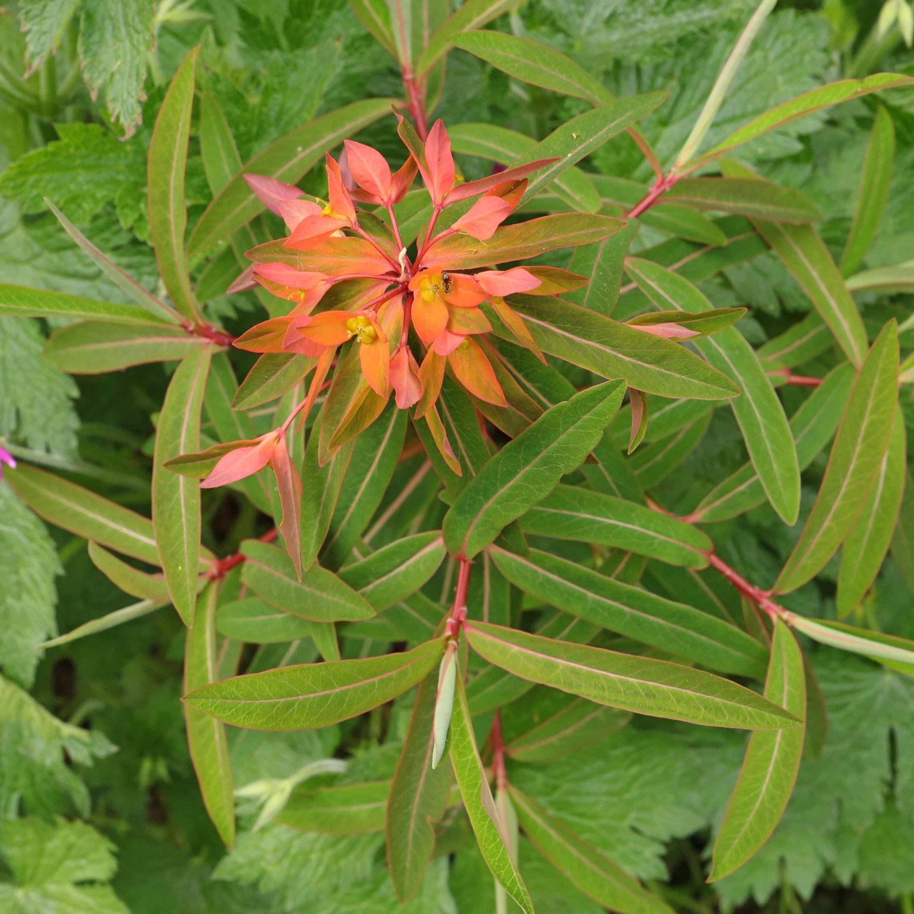 Red Griffithii Flower seeds for Planting - Wildflower Mix, Heirloom & GMO Free Seeds for Home Garden