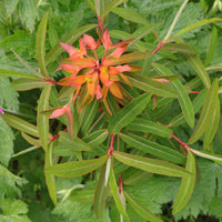 Red Griffithii Flower seeds for Planting - Wildflower Mix, Heirloom & GMO Free Seeds for Home Garden