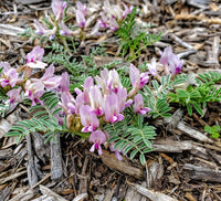 Astragalus Crassicarpus Flower seeds for Planting Bright Blooms Heirloom & GMO Free Seeds for Home Garden