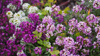 Alyssum Ground Cover Flower seeds for Planting, Easy to Grow Heirloom & GMO Free Seeds for Home Garden
