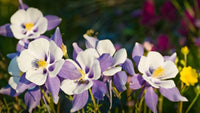 Tower Columbine Flower seeds for Planting, Perfect for Borders Heirloom & GMO Free Seeds for Home Garden