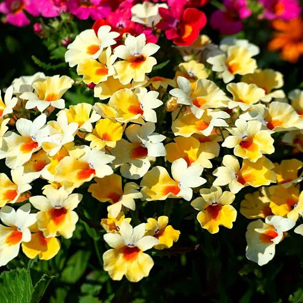 Yellow Nemesia Flower seeds for Planting - Colorful Display, Heirloom & GMO Free Seeds for Home Garden