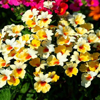 Yellow Nemesia Flower seeds for Planting - Colorful Display, Heirloom & GMO Free Seeds for Home Garden