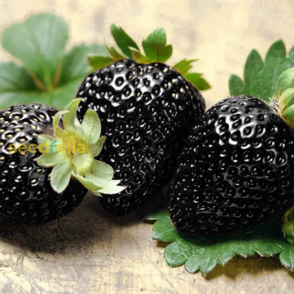 Non-GMO Rare Black Strawberry Seeds for a distinctive garden fruit.