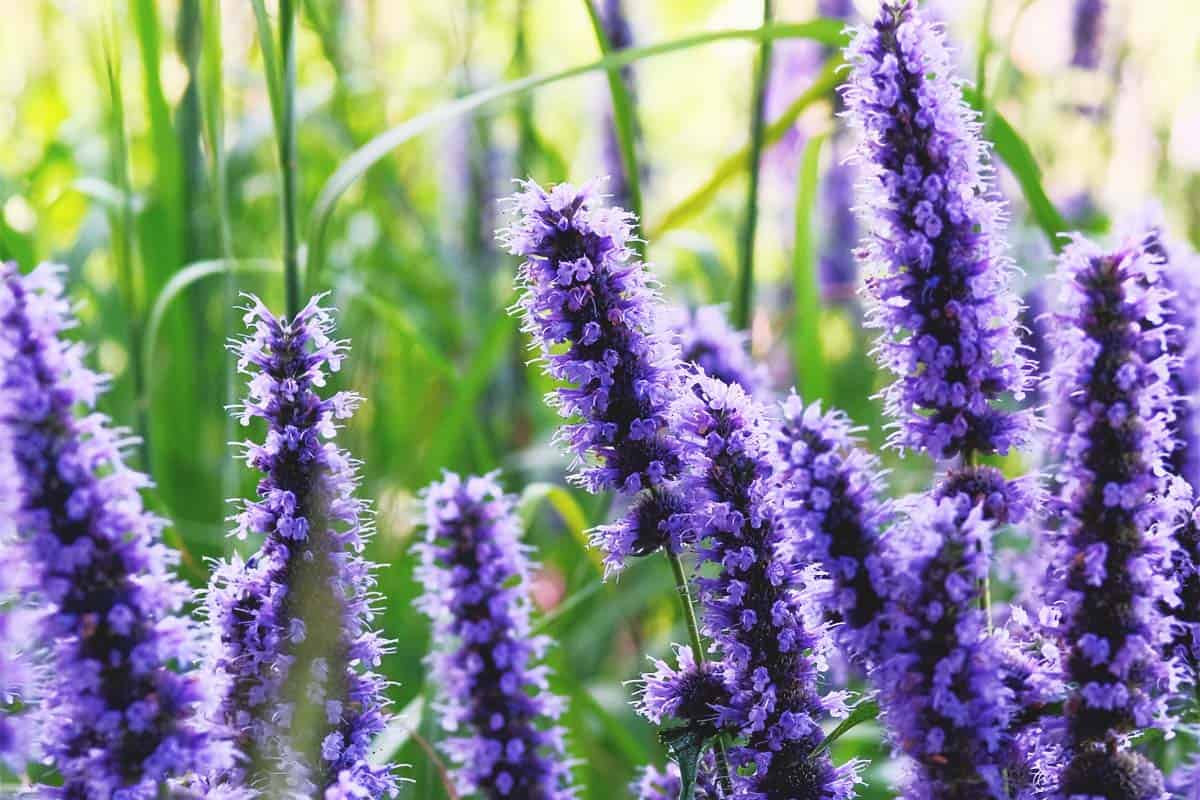 Hyssopus Flower seeds for Planting Perfect for Borders Heirloom & GMO Free Seeds for Home Garden