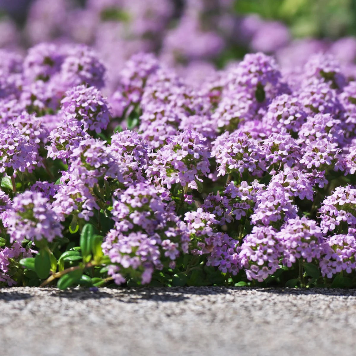 Creeping Thyme Thymus serpyllum Seeds for Planting in Flower Bed and Herb Garden