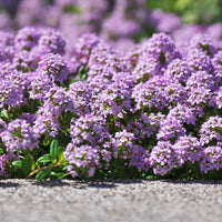 Creeping Thyme Thymus serpyllum Seeds for Planting in Flower Bed and Herb Garden