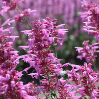 Agastache Cana Flower Seeds - Unique Ground Cover for Exotic Blooms