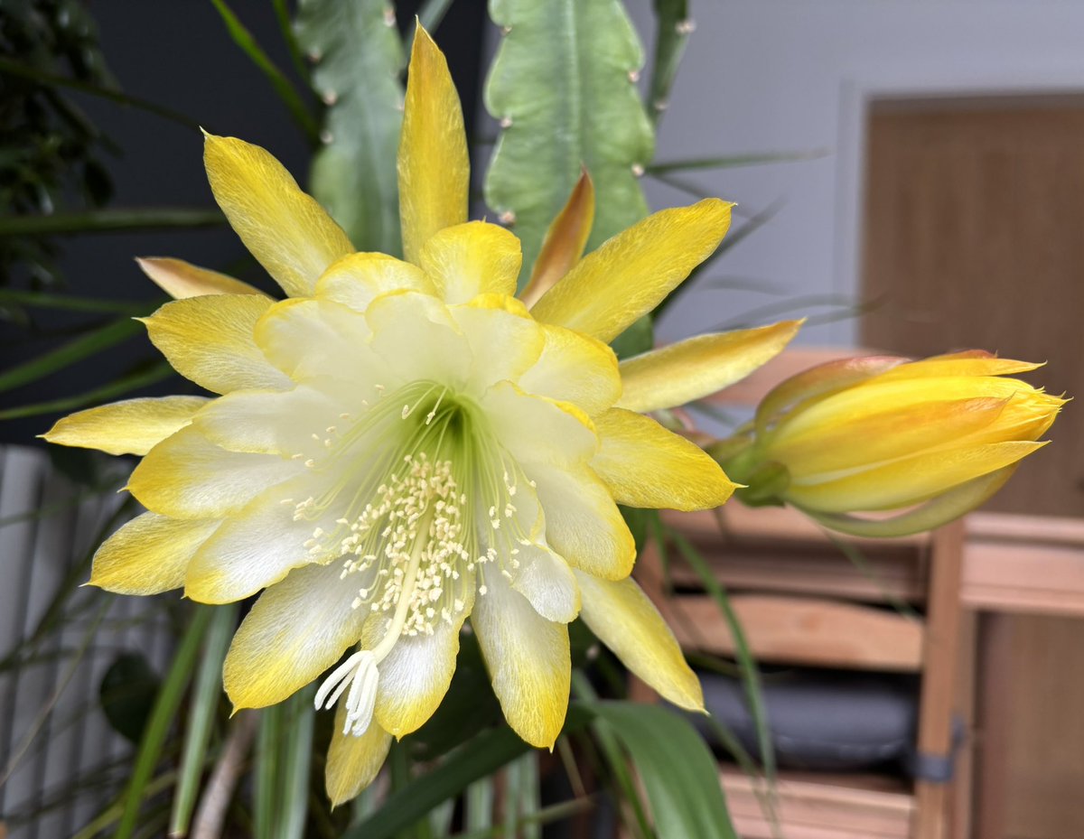 Yellow Epiphyllum Flower seeds for Planting - Drought Tolerant, Heirloom & GMO Free Seeds for Home Garden