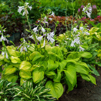 Hosta Flower seeds for Planting Colorful Display Heirloom & GMO Free Seeds for Home Garden