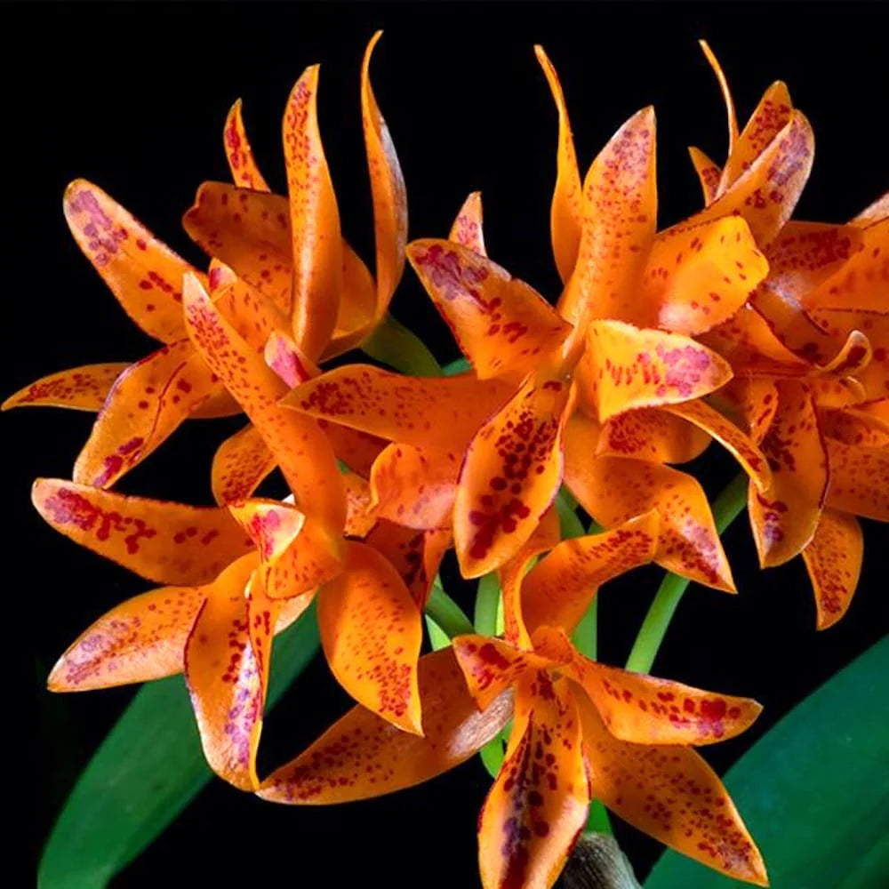 Orange Cattleya Flower seeds for Planting - Perfect for Borders, Heirloom & GMO Free Seeds for Home Garden