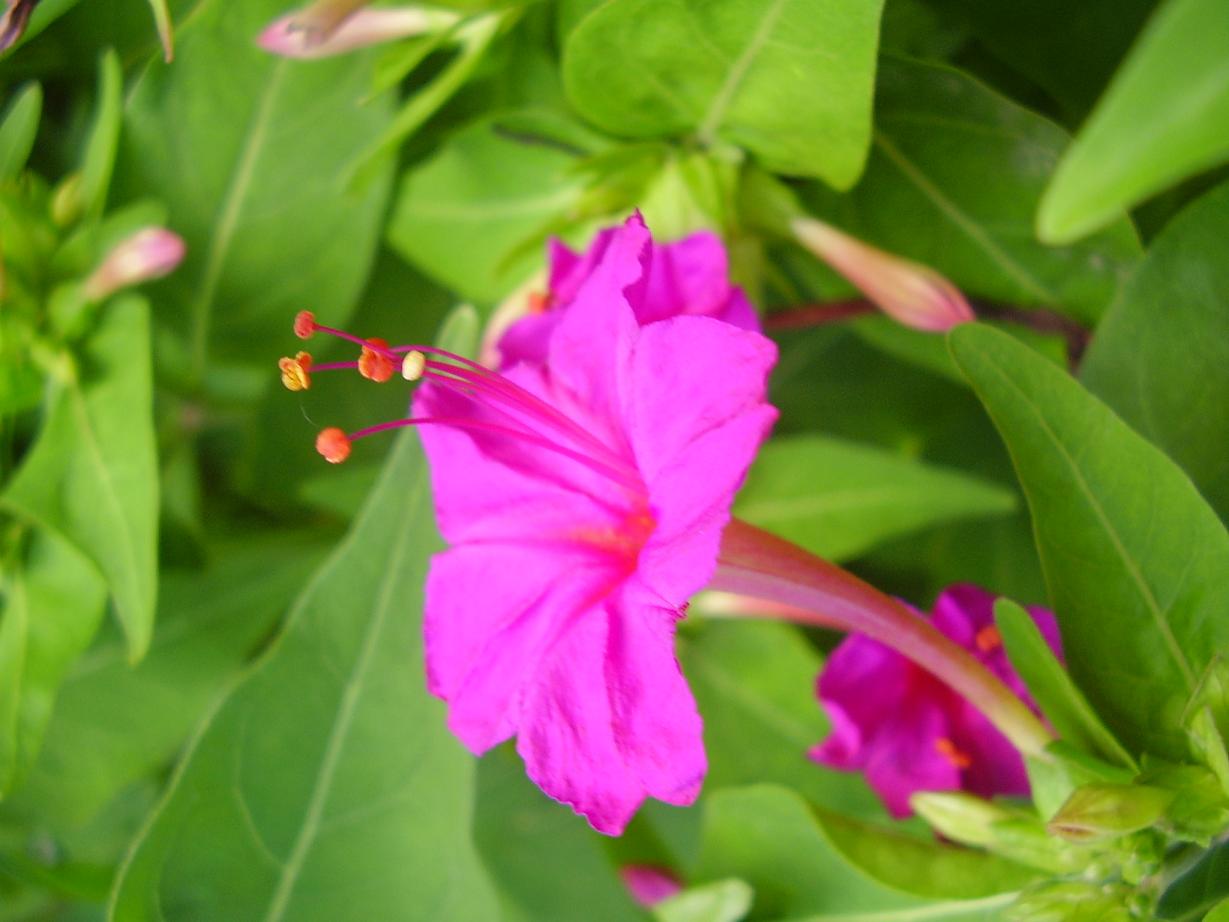 Semillas Flower seeds for Planting Garden Favorite Heirloom & GMO Free Seeds for Home Garden 
 
 Sale