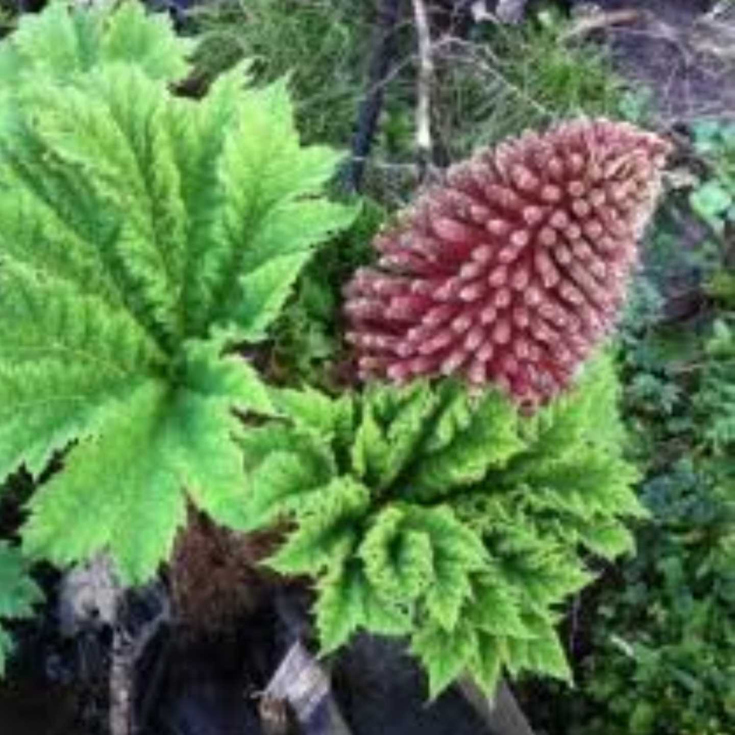 Giant Gunnera Manicata Flower seeds for Planting - Long Bloom Season, Heirloom & GMO Free Seeds for Home Garden