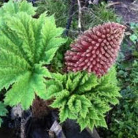 Giant Gunnera Manicata Flower seeds for Planting - Long Bloom Season, Heirloom & GMO Free Seeds for Home Garden