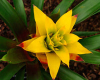 Yellow Bromeliad Tillandsia Flower seeds for Planting - Cut Flower Favorite, Heirloom & GMO Free Seeds for Home Garden