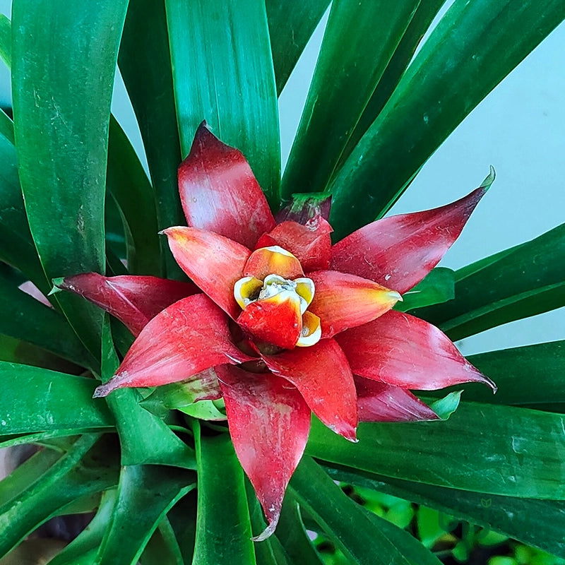 Red Bromeliad Flower seeds for Planting Garden Favorite Heirloom & GMO Free Seeds for Home Garden