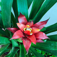 Red Bromeliad Flower seeds for Planting Garden Favorite Heirloom & GMO Free Seeds for Home Garden
