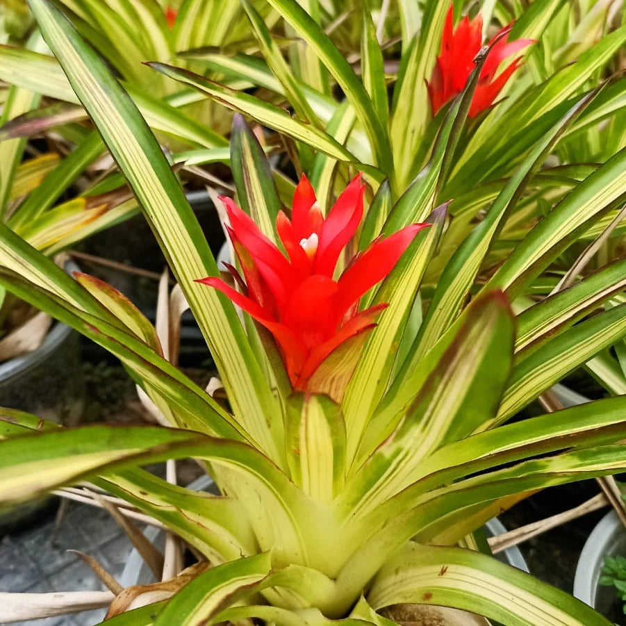 Orange Bromeliad Flower Seeds for Planting – Heirloom NonGMO Organic Garden Seeds with High Germination
 
 Sale