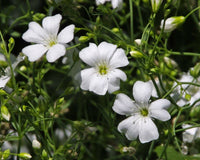 Red Babys' Atem Gypsophila Elegans Flower Seeds for Delicate, Airy Blooms in the Garden