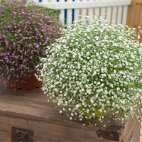 Gypsophila Gypsy Compact White Flower Seeds for Planting flower bed
