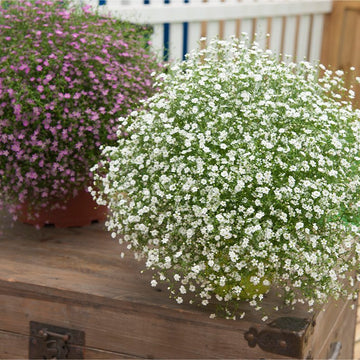 Gypsophila Gypsy Compact White Flower Seeds for Planting flower bed