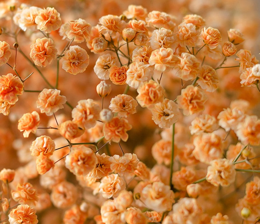 Gypsophila Flower seeds for Planting - Shade Tolerant, Heirloom & GMO Free Seeds for Home Garden