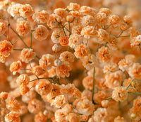 Gypsophila Flower seeds for Planting - Shade Tolerant, Heirloom & GMO Free Seeds for Home Garden