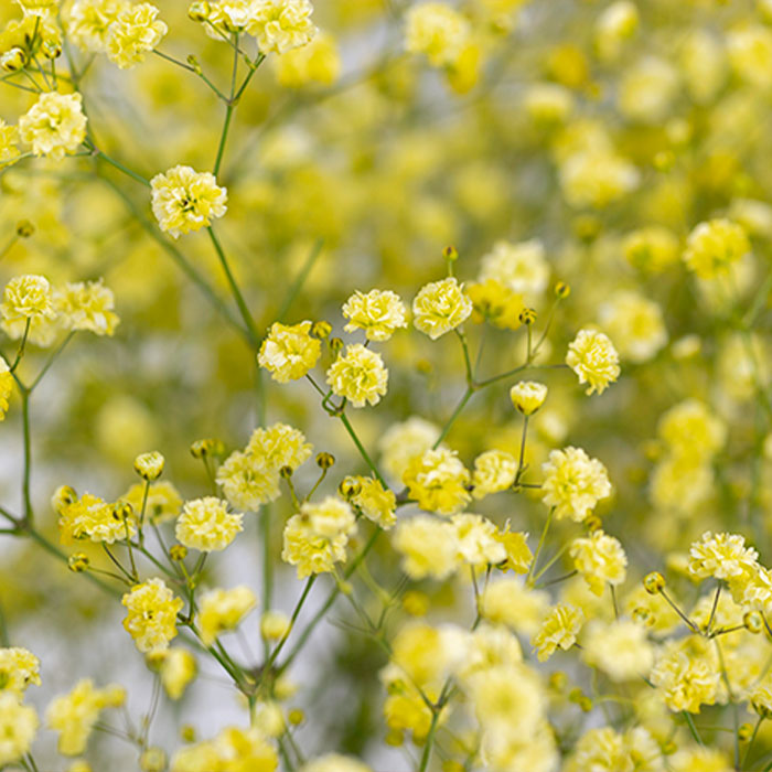 Gypsophila Yellow Flower seeds for Planting - Low Maintenance, Heirloom & GMO Free Seeds for Home Garden