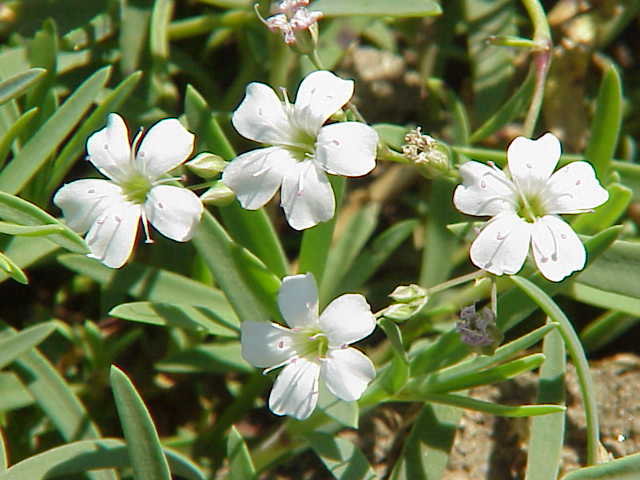 White Gypsophila Repens Flower seeds for Planting Sun Loving Heirloom & GMO Free Seeds for Home Garden 
 
 Sale