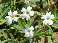 White Gypsophila Repens Flower seeds for Planting Sun Loving Heirloom & GMO Free Seeds for Home Garden 
 
 Sale